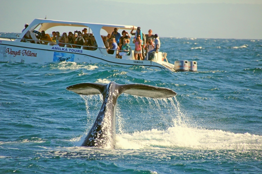 В зимнее время в заливе Самана можно наблюдать горбатых китов, когда животное весом около 600 кг полностью выскакивает из воды или проплывает перед кораблем. 
